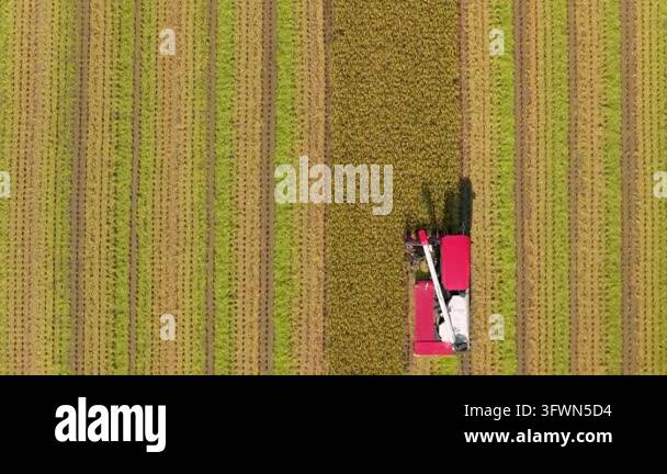 Aerial view of Combine harvester machine with rice paddy field, Taiwan ...