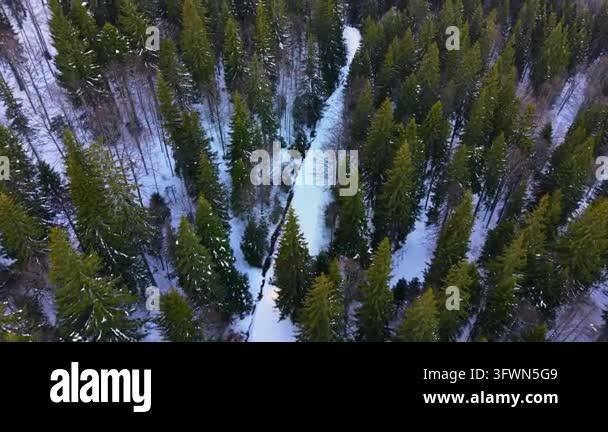 Dense pine forest with snow covered pathway, Rhodope mountains. Aerial ...