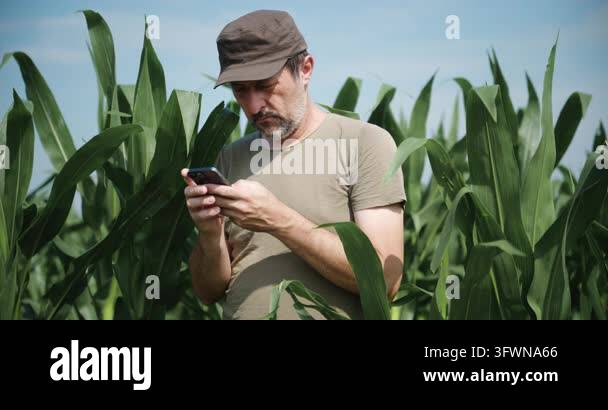 Wwhile Farmer using a smartphone app while standing in a lush green cornfield ...
