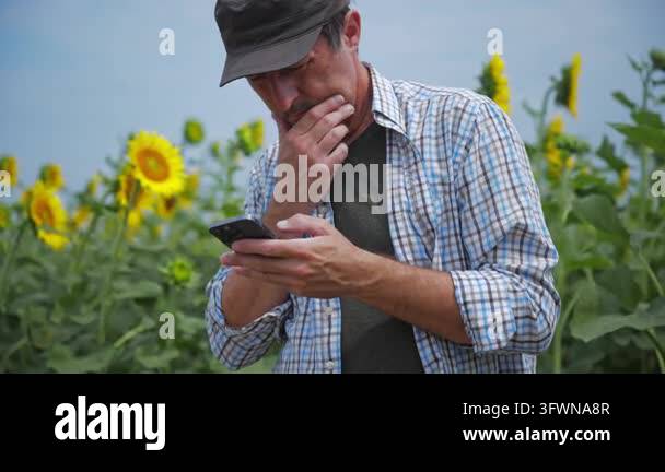 Wwhile Concerned farmer checking a smartphone in a sunflower field while ...