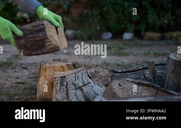 Gloved hands placing a freshly split log on tree stump for firewood ...