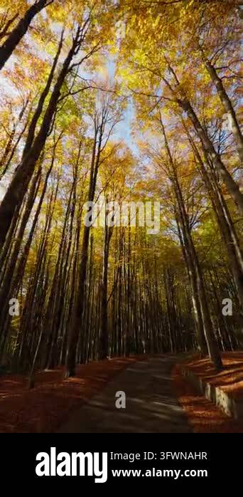 walking in the tall tree forest of Calabria Stock Video Footage - Alamy