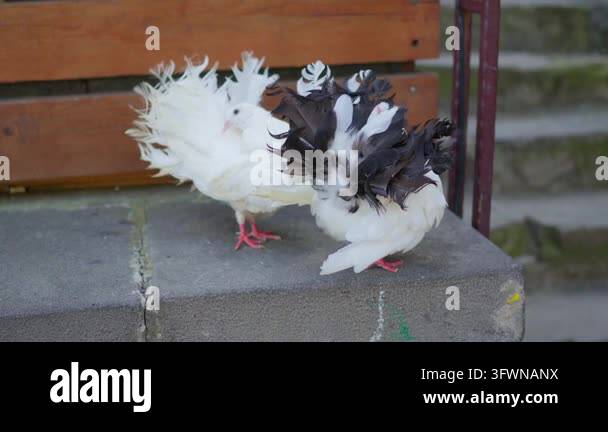 Wwhile A pair of ornamental birds with distinctive fanned plumage preening ...