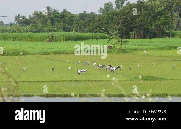 Asian openbill storks foraging in green rice field Stock Video Footage ...