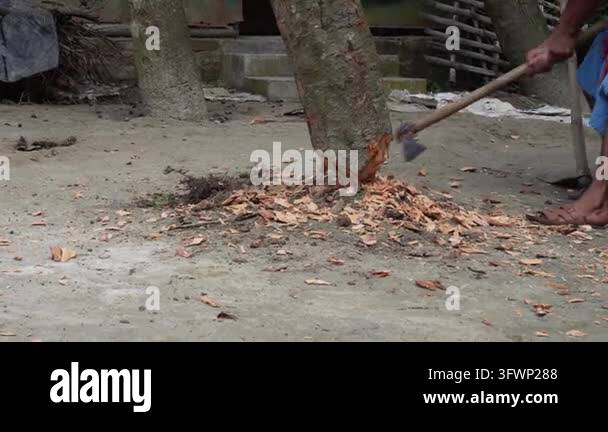 Tree being cut down with an axe Stock Video Footage - Alamy
