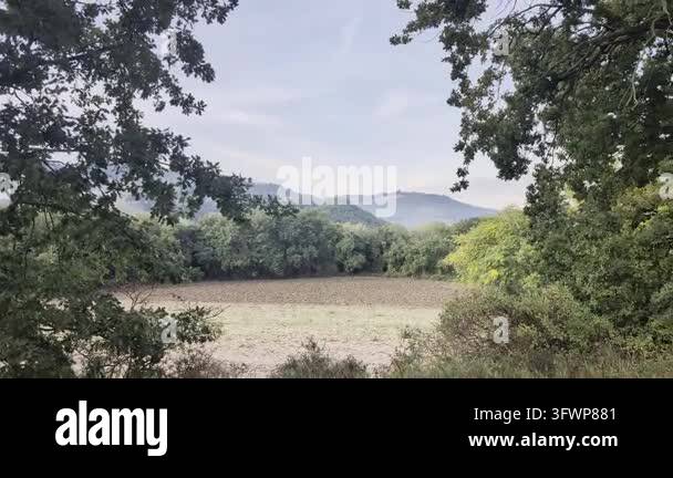beautiful landscape with a tree and a mountain Stock Video Footage - Alamy