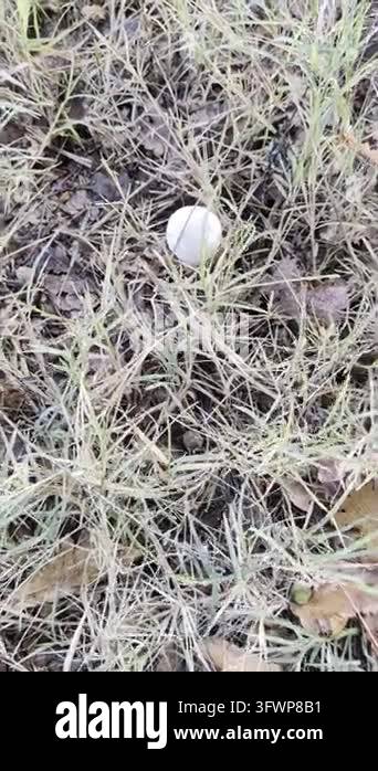 close up of a white and black mushroom Stock Video Footage - Alamy