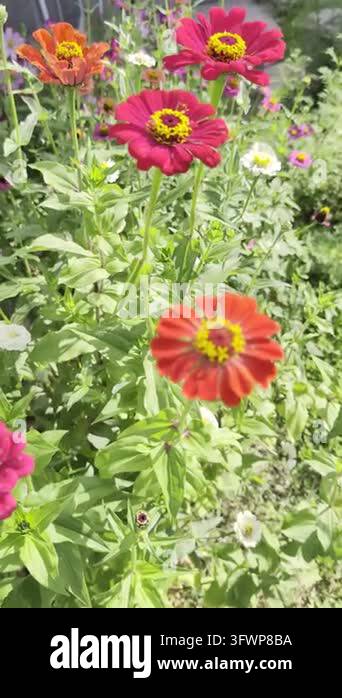 beautiful flowers in the garden Stock Video Footage - Alamy