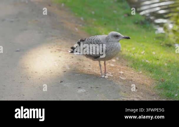 Ground level view of a juvenile European herring gull standing on a ...