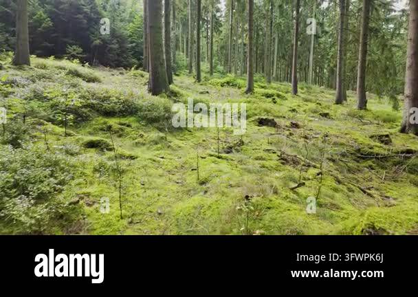 Vibrant green mossy floor in coniferous pine forest with old tree ...