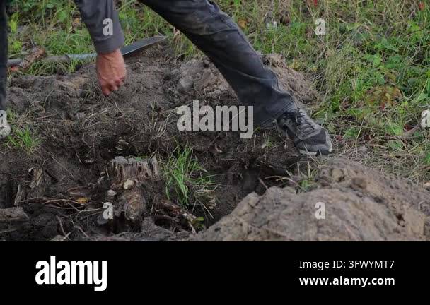 A man swings an axe to chop through thick tree roots that prevent a ...