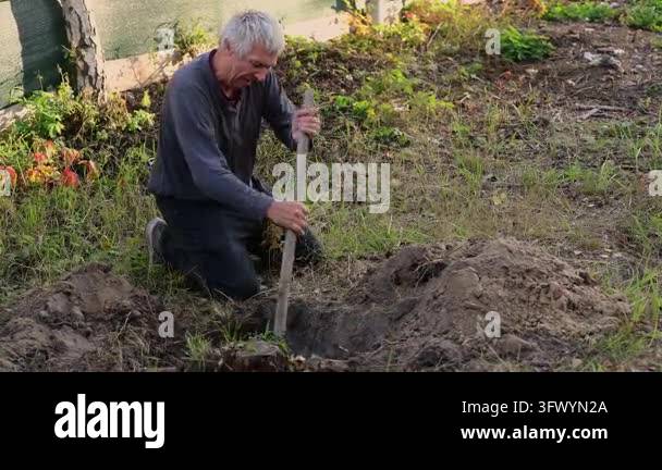 A gray-haired man kneels on the ground and uses a shovel to dig out a ...