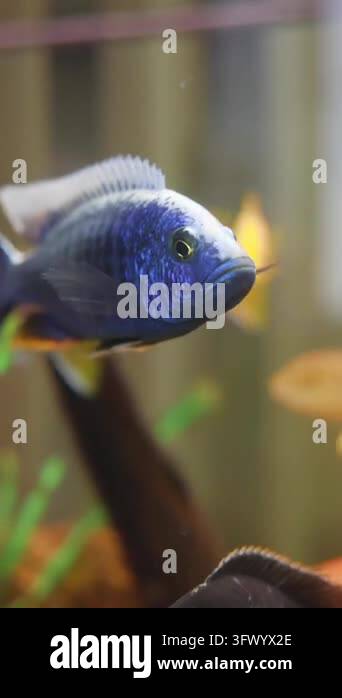 Eye level view of cobalt blue freshwater fish swimming among smaller ...