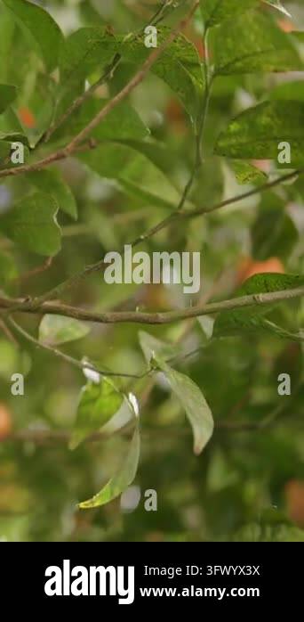 Upward view of dense tree canopy where glossy leaves and slender twigs ...