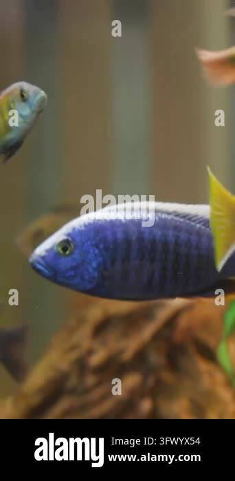 Group of mixed tropical freshwater fish gathered near central driftwood ...