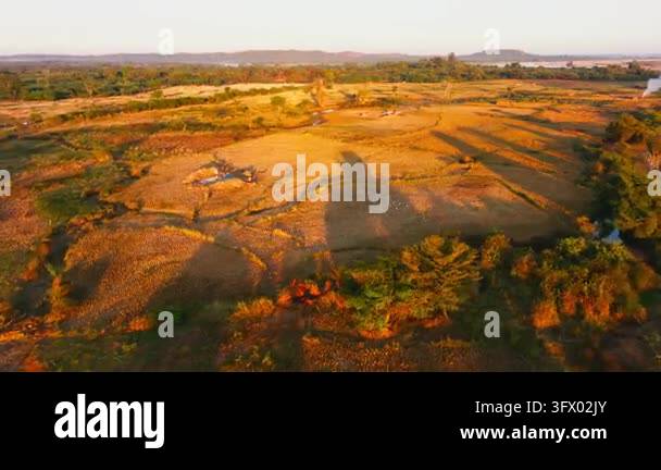 Aerial view of farmers working in a rice paddy and white birds eating ...