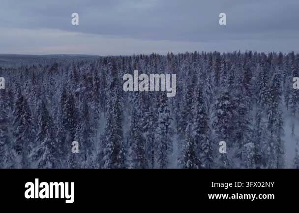 Snow In Athens Flying forward over endless snow-covered taiga forest of pine and ...