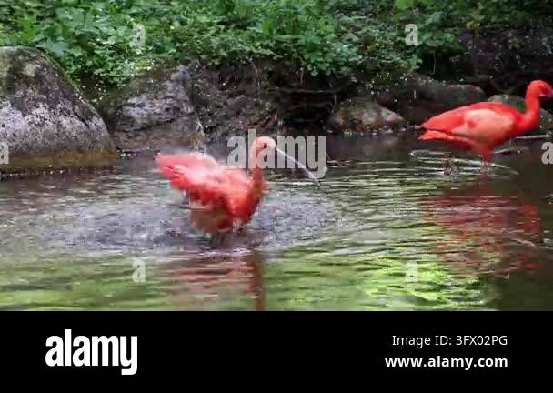 Scarlet ibis, Eudocimus ruber, bird of the Threskiornithidae family ...