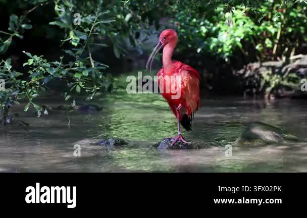Scarlet ibis, Eudocimus ruber, bird of the Threskiornithidae family ...