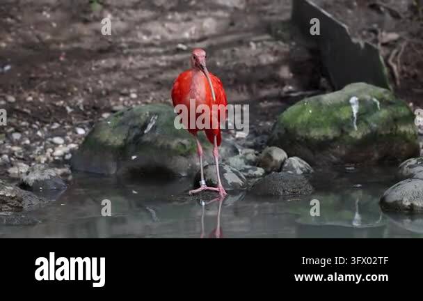 Scarlet ibis, Eudocimus ruber, bird of the Threskiornithidae family ...
