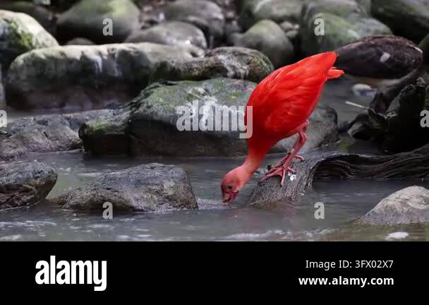 Scarlet ibis, Eudocimus ruber, bird of the Threskiornithidae family ...