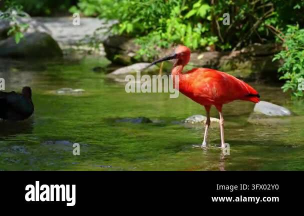 Scarlet ibis, Eudocimus ruber, bird of the Threskiornithidae family ...