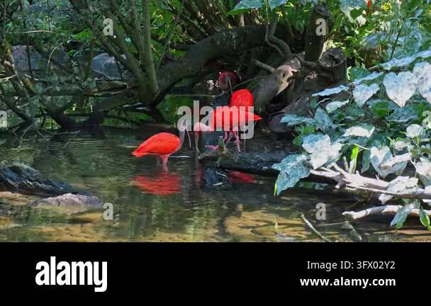 Scarlet ibis, Eudocimus ruber, bird of the Threskiornithidae family ...