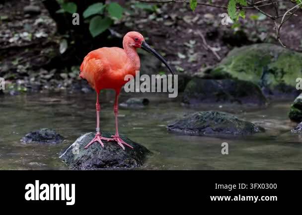 Scarlet ibis, Eudocimus ruber, bird of the Threskiornithidae family ...