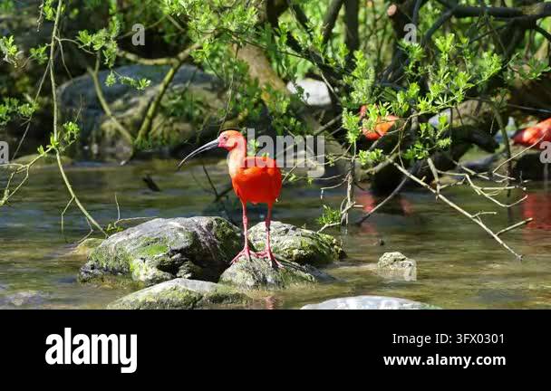 Scarlet ibis, Eudocimus ruber, bird of the Threskiornithidae family ...