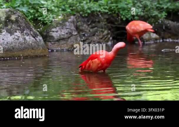 Scarlet ibis, Eudocimus ruber, bird of the Threskiornithidae family ...