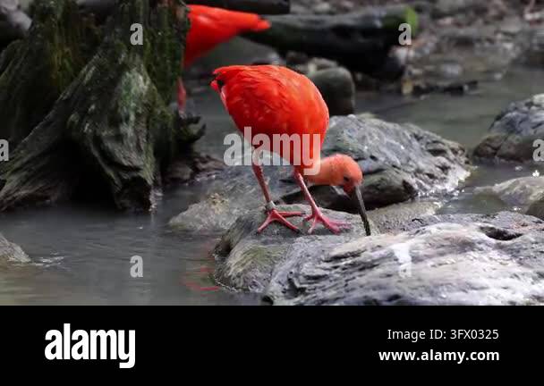 Scarlet ibis, Eudocimus ruber, bird of the Threskiornithidae family ...
