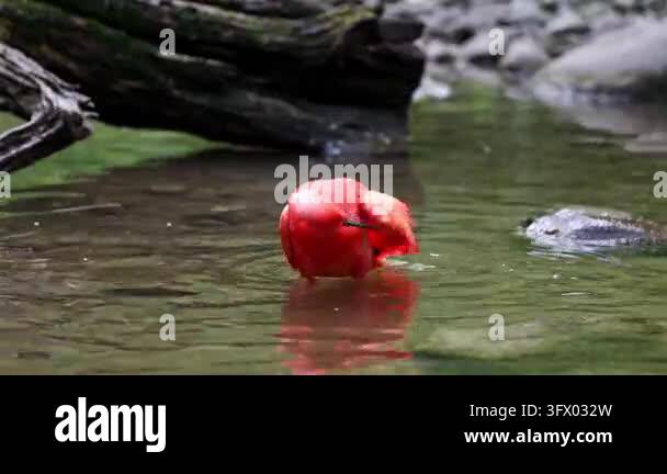 Scarlet ibis, Eudocimus ruber, bird of the Threskiornithidae family ...