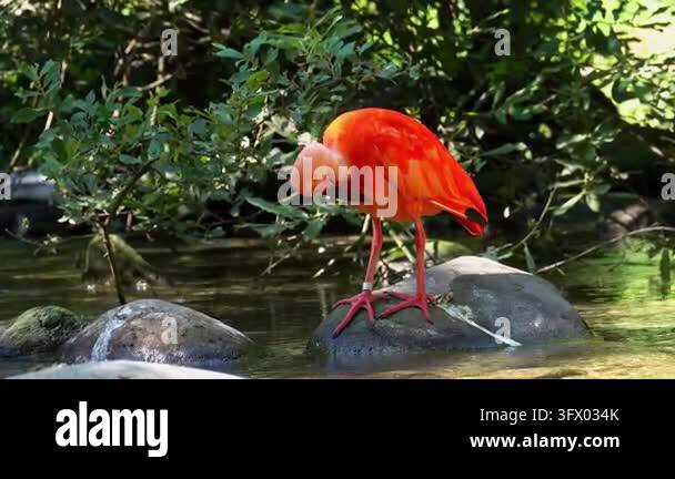Scarlet ibis, Eudocimus ruber, bird of the Threskiornithidae family ...