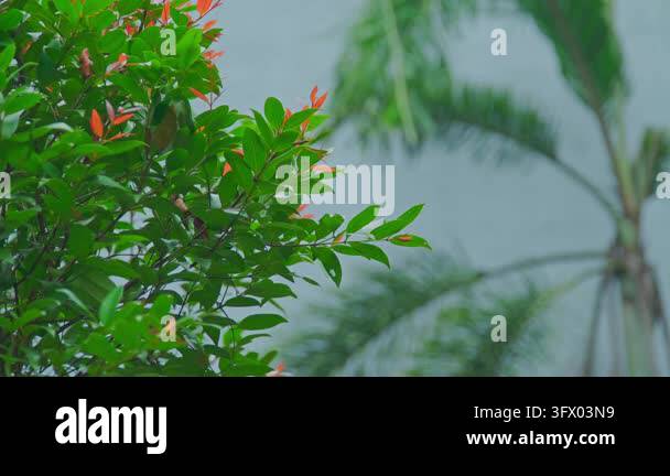 Green leaves with red tips against blue background Stock Video Footage ...