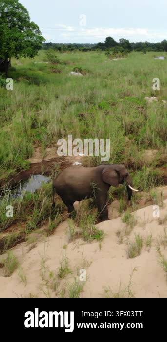 Wide overhead view of a small elephant herd walking through open ...