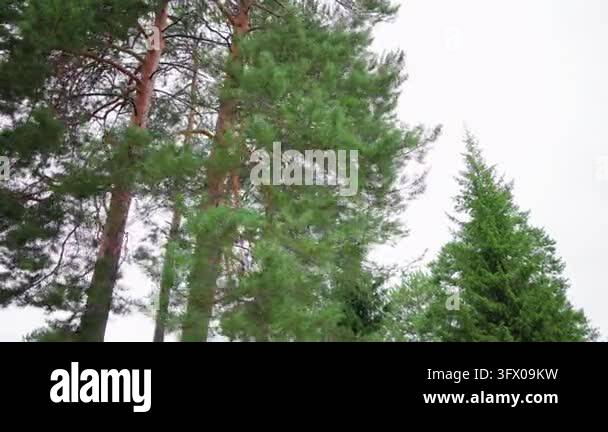 Ground-level upward perspective of mature evergreen canopy showing ...