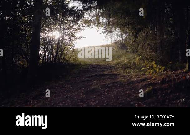 Sunlight shining through trees on pathway Stock Video Footage - Alamy
