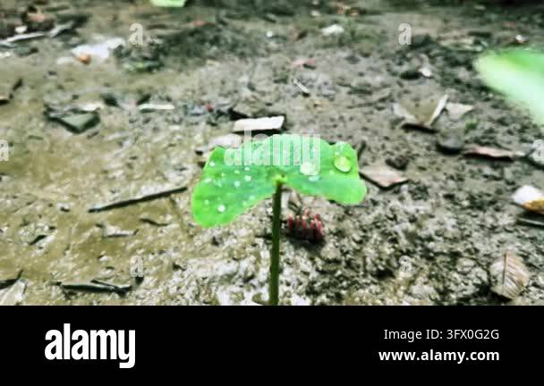 Sprouting Seedlings Growing Upwards Through Muddy Soil Featuring ...