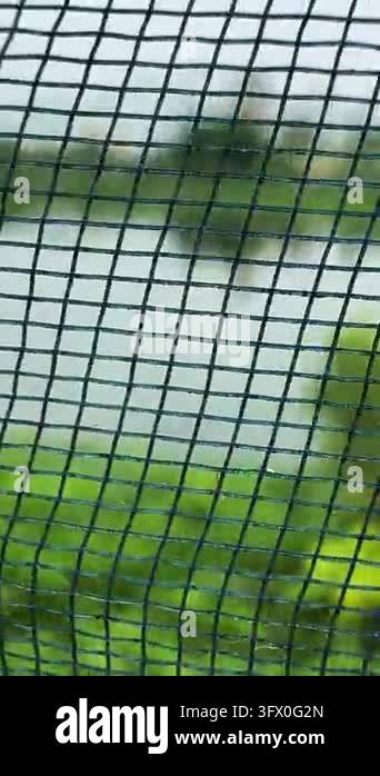 Window Screen Mesh with Blurred Foliage, Creating a Soft, Natural ...