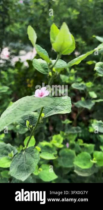 Blooming Hibiscus Flower, Gently Swaying in a Breeze Featuring Pink ...