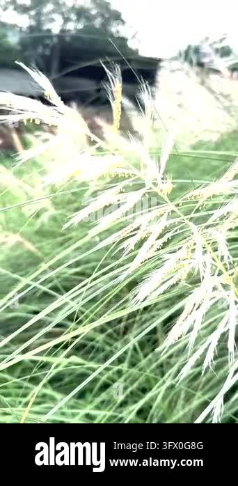 close up of a beautiful grass Stock Video Footage - Alamy