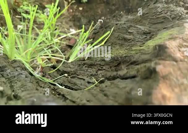 Sprouting Grass Animation, Gentle Upward Growth Loop Featuring Sprouts ...