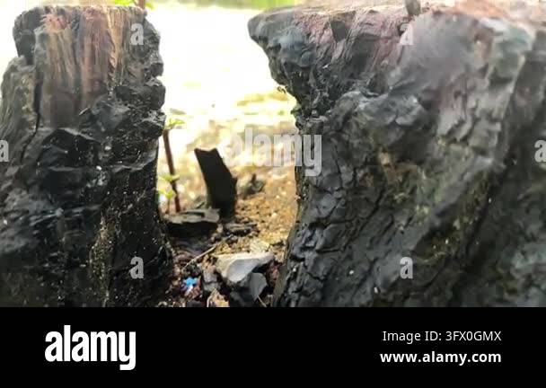 Tree Stump Sprouting New Growth, Time-Lapse Footage of Resilience and ...