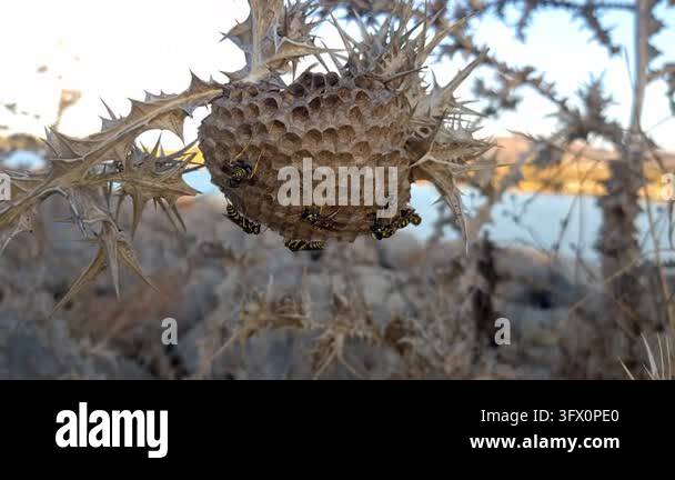 Paper wasps move across their distinctive nest, tending to their young ...