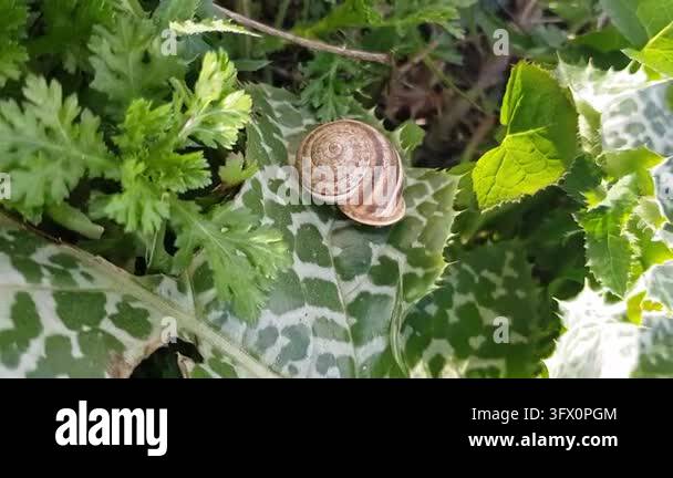 The land snail Eobania vermiculata rests on a vivid leaf, its ...