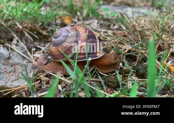 Garden snail crawling through grass, close-up view at ground level ...