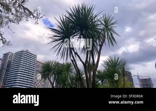 Spiky yucca leaves frame apartment towers in Batumi from below ...