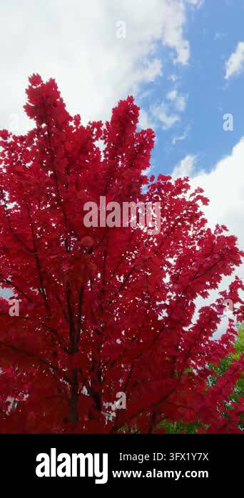 The crown of a red maple tree stands out against a clear blue sky and ...