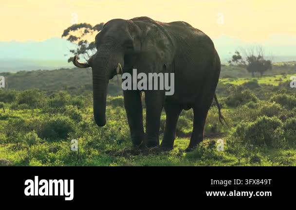 Adult African bush elephant (Loxodonta africana) grazing peacefully in ...