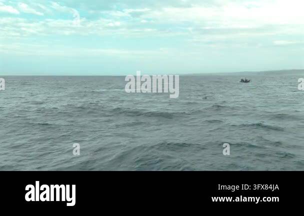 Whale Rib Vector Spectacular aerial drone footage of a humpback whale breaching with a ...